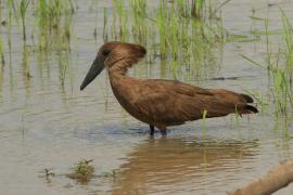 Waruga - Scopus umbretta - Hamerkop