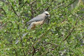 Czepiga białogłowa - Colius leucocephalus - White-headed Mousebird