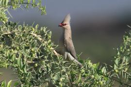 Czepiga długosterna - Urocolius macrourus - Blue-naped Mousebird