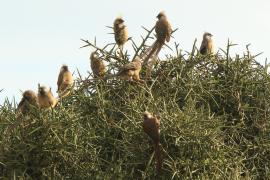 Czepiga rudawa - Colius striatus - Speckled Mousebird