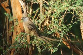 Czepiga rudawa - Colius striatus - Speckled Mousebird