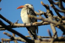 Toko senegalski - Tockus erythrorhynchus kempi - Western Red-billed Hornbill