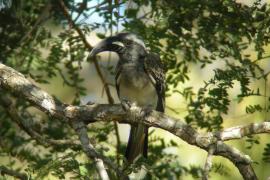 Toko nosaty - Lophoceros nasutus - African Grey Hornbill
