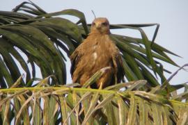 Kania egipska - Milvus migrans aegyptius - Yellow-billed Kite