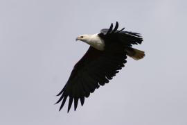 Bielik afrykański - Haliaeetus vocifer - African Fish Eagle