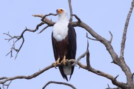 Bielik afrykański - Haliaeetus vocifer - African Fish Eagle