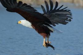 Bielik afrykański - Haliaeetus vocifer - African Fish Eagle