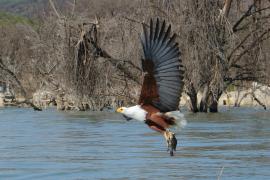 Bielik afrykański - Haliaeetus vocifer - African Fish Eagle