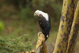 Bielik afrykański - Haliaeetus vocifer - African Fish Eagle