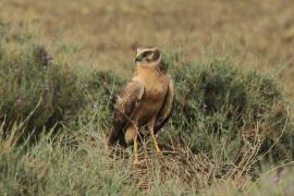 Błotniak stepowy - Circus macrourus - Pallid Harrier