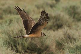 Błotniak stepowy - Circus macrourus - Pallid Harrier