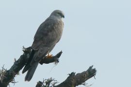 Błotniak stepowy - Circus macrourus - Pallid Harrier