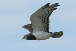 Gadożer białobrzuchy - Circaetus pectoralis - Black-chested Snake Eagle