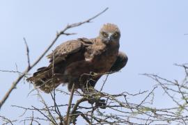 Gadożer brunatny - Circaetus cinereus - Brown Snake Eagle