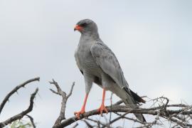 Jastrzębiak jasny - Melierax canorus - Pale Chanting Goshawk