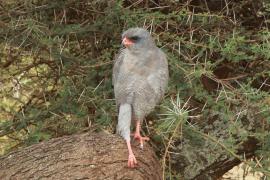 Jastrzębiak ciemny - Melierax metabates - Dark Chanting Goshawk