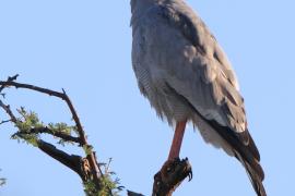 Jastrzębiak jasny - Melierax canorus - Pale Chanting Goshawk