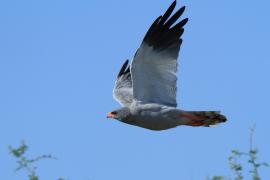 Jastrzębiak jasny - Melierax canorus - Pale Chanting Goshawk