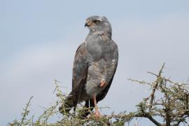 Jastrzębiak mały - Micronisus gabar - Gabar Goshawk