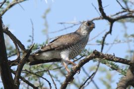 Jastrzębiak mały - Micronisus gabar - Gabar Goshawk