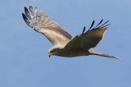 Kania egipska - Milvus migrans aegyptius - Yellow-billed Kite