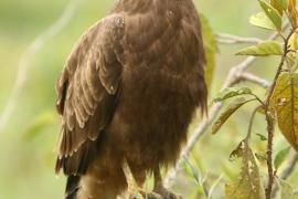 Myszołów - Buteo buteo - Common Buzzard