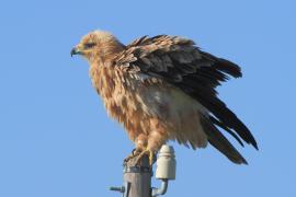 Orzeł sawannowy - Aquila rapax - Tawny Eagle