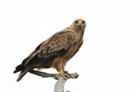 Orzeł sawannowy - Aquila rapax - Tawny Eagle