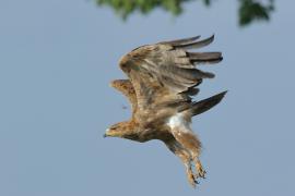 Orzeł sawannowy - Aquila rapax - Tawny Eagle