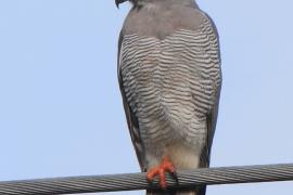 Jaszczurkołap - Kaupifalco monogrammicus - Lizard Buzzard
