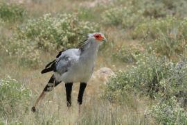 Sekretarz - Sagittarius serpentarius - Secretary-bird