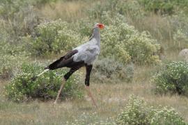 Sekretarz - Sagittarius serpentarius - Secretary-bird
