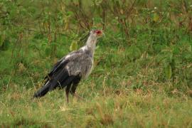 Sekretarz - Sagittarius serpentarius - Secretary-bird