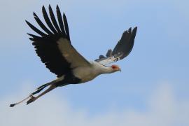 Sekretarz - Sagittarius serpentarius - Secretary-bird