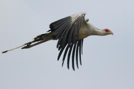 Sekretarz - Sagittarius serpentarius - Secretary-bird