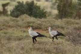 Sekretarz - Sagittarius serpentarius - Secretary-bird