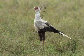 Sekretarz - Sagittarius serpentarius - Secretary-bird