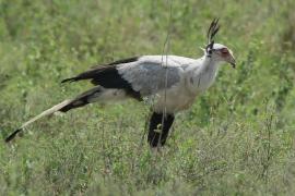 Sekretarz - Sagittarius serpentarius - Secretary-bird