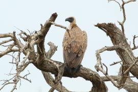 Sęp afrykański - Gyps africanus - White-backed Vulture
