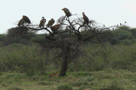 Sęp afrykański - Gyps africanus - White-backed Vulture