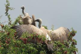 Sęp afrykański - Gyps africanus - White-backed Vulture