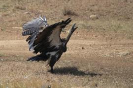 Sęp afrykański - Gyps africanus - White-backed Vulture