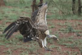 Sęp plamisty - Gyps rueppelli - Rüppell's Vulture