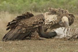Sęp plamisty - Gyps rueppelli - Rüppell's Vulture