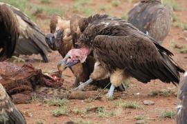 Sęp uszaty - Torgos tracheliotos - Lappet-faced Vulture