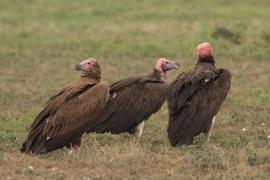 Sęp uszaty - Torgos tracheliotos - Lappet-faced Vulture