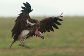 Sęp uszaty - Torgos tracheliotos - Lappet-faced Vulture