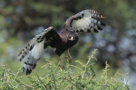 Orlik długoczuby - Lophaetus occipitalis - Long-crested Eagle