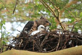 Wojownik wspaniały - Stephanoaetus coronatus - Crowned Eagle