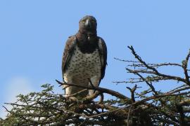 Wojownik zbrojny - Polemaetus bellicosus - Martial Eagle